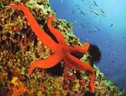 Mérou- Club de plongée A Madreperla - Corse -  Diving Corsica