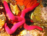 Anémome de mer- Club de plongée A Madreperla - Corse -  Diving Corsica
