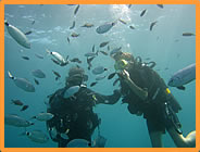 Plongée accompagnée par un moniteur diplômé...- Club de plongée A Madreperla - Corse -  Diving Corsica