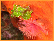 Couleurs et formes sous-marines corses- Club de plongée A Madreperla - Corse -  Diving Corsica