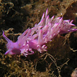 Plongée en Corse