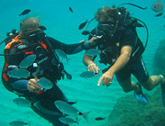 Les trésors cachés de la Plaine orientale Corse- Club de plongée A Madreperla - Corse -  Diving Corsica