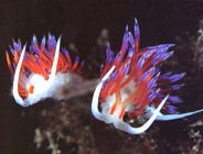 Faune sous-marine méditerranéenne- Club de plongée A Madreperla - Corse -  Diving Corsica