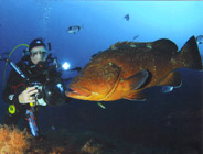 Couleurs et formes sous-marines corses- Club de plongée A Madreperla - Corse -  Diving Corsica