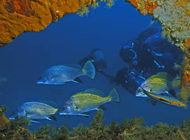 Plongée en Corse 