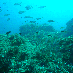 Plongée en Corse 