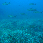 Plongée en Corse 