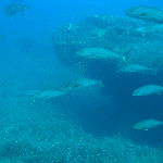 Plongée en Corse 