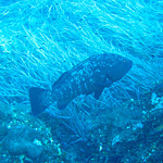 Plongée en Corse 