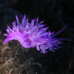 Plongée en Corse