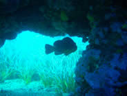 Plongée accompagnée par un moniteur diplômé...- Club de plongée A Madreperla - Corse -  Diving Corsica