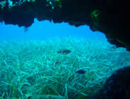 Plongée accompagnée par un moniteur diplômé...- Club de plongée A Madreperla - Corse -  Diving Corsica