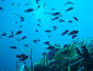 Plongée accompagnée par un moniteur diplômé...- Club de plongée A Madreperla - Corse -  Diving Corsica