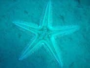 Diving Corsica