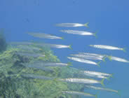 Plongée accompagnée par un moniteur diplômé...- Club de plongée A Madreperla - Corse -  Diving Corsica