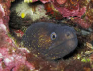 Plongée accompagnée par un moniteur diplômé...- Club de plongée A Madreperla - Corse -  Diving Corsica