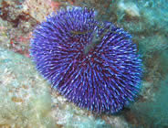 Plongée accompagnée par un moniteur diplômé...- Club de plongée A Madreperla - Corse -  Diving Corsica