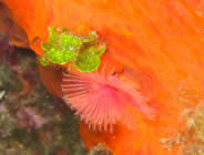 Plongée accompagnée par un moniteur diplômé...- Club de plongée A Madreperla - Corse -  Diving Corsica