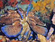 Plongée accompagnée par un moniteur diplômé...- Club de plongée A Madreperla - Corse -  Diving Corsica