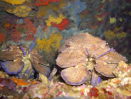 Plongée accompagnée par un moniteur diplômé...- Club de plongée A Madreperla - Corse -  Diving Corsica