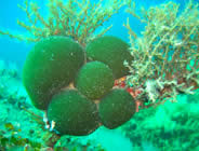 Plongée accompagnée par un moniteur diplômé...- Club de plongée A Madreperla - Corse -  Diving Corsica