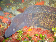 Diving Corsica