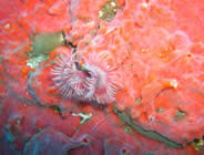 Plongée accompagnée par un moniteur diplômé...- Club de plongée A Madreperla - Corse -  Diving Corsica