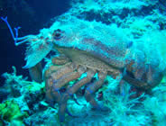 Diving Corsica