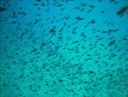 Plongée accompagnée par un moniteur diplômé...- Club de plongée A Madreperla - Corse -  Diving Corsica