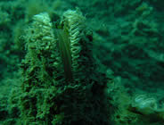 Plongée accompagnée par un moniteur diplômé...- Club de plongée A Madreperla - Corse -  Diving Corsica