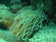 Plongée accompagnée par un moniteur diplômé...- Club de plongée A Madreperla - Corse -  Diving Corsica