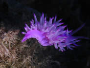 Plongée accompagnée par un moniteur diplômé...- Club de plongée A Madreperla - Corse -  Diving Corsica