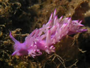 Plongée accompagnée par un moniteur diplômé...- Club de plongée A Madreperla - Corse -  Diving Corsica