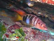 Plongée accompagnée par un moniteur diplômé...- Club de plongée A Madreperla - Corse -  Diving Corsica