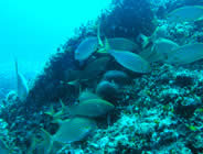 Plongée accompagnée par un moniteur diplômé...- Club de plongée A Madreperla - Corse -  Diving Corsica