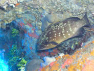 Plongée accompagnée par un moniteur diplômé...- Club de plongée A Madreperla - Corse -  Diving Corsica