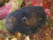 Plongée accompagnée par un moniteur diplômé...- Club de plongée A Madreperla - Corse -  Diving Corsica