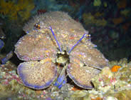 Plongée accompagnée par un moniteur diplômé...- Club de plongée A Madreperla - Corse -  Diving Corsica