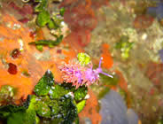 Diving Corsica