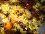 Plongée accompagnée par un moniteur diplômé...- Club de plongée A Madreperla - Corse -  Diving Corsica