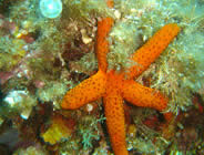 Diving Corsica