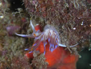 Plongée accompagnée par un moniteur diplômé...- Club de plongée A Madreperla - Corse -  Diving Corsica