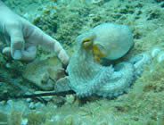 Plongée accompagnée par un moniteur diplômé...- Club de plongée A Madreperla - Corse -  Diving Corsica